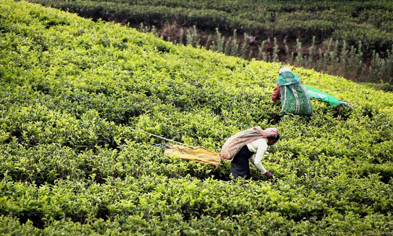 tourhub | Tweet World Travel | Sri Lanka Discovery Tour: A Walking Through Time 