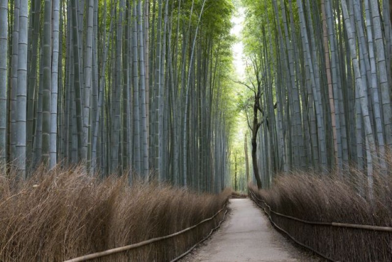 tourhub | Tweet World Travel | Japanese Alps - Snow Monkeys & Snow Corridor 