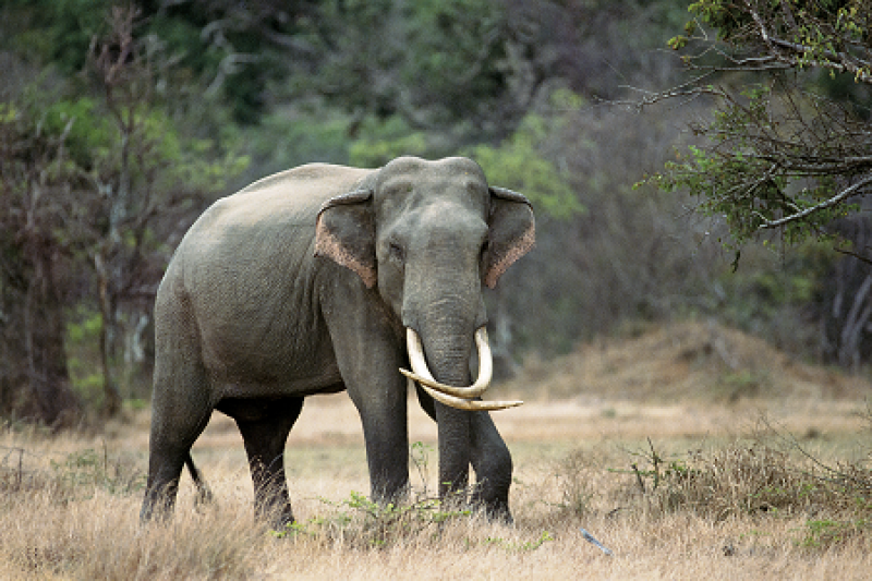 tourhub | Tweet World Travel | Sri Lanka Wildlife Tour 