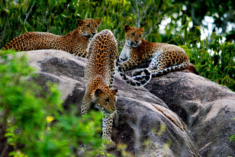 tourhub | Tweet World Travel | Sri Lanka Wildlife Tour 