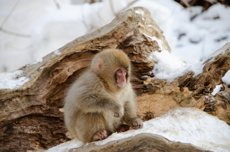 tourhub | Tweet World Travel | Japanese Alps - Snow Monkeys & Snow Corridor 