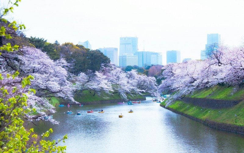 tourhub | Tweet World Travel | Japan Cherry Blossom Tour: Cherry Blossom Viewing In Japan 