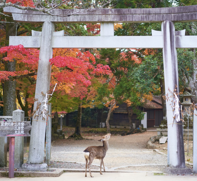 tourhub | Tweet World Travel | Japan Cherry Blossom Tour: Cherry Blossom Viewing In Japan 