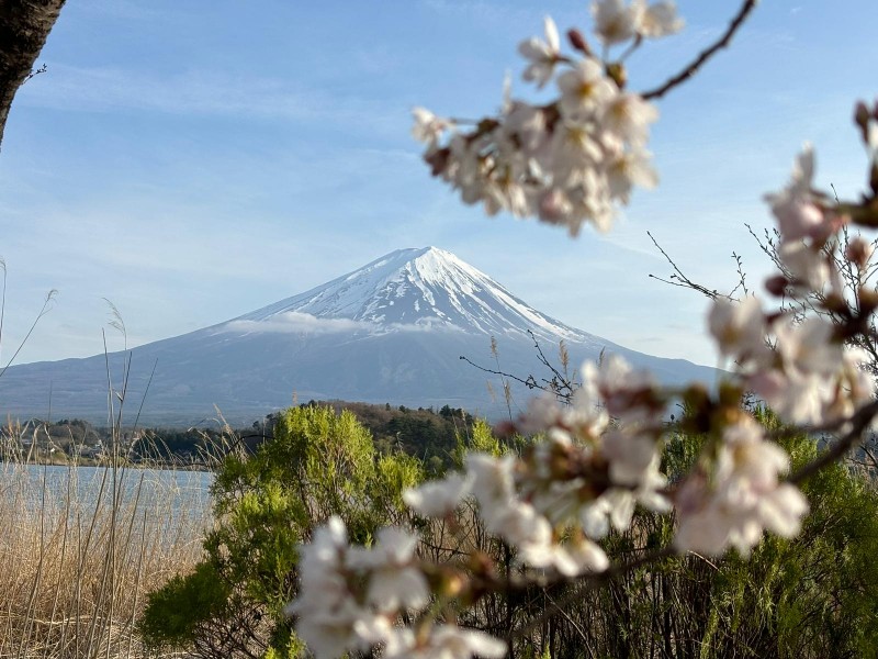 tourhub | Tweet World Travel | Japan Cherry Blossom Tour: Cherry Blossom Viewing In Japan 